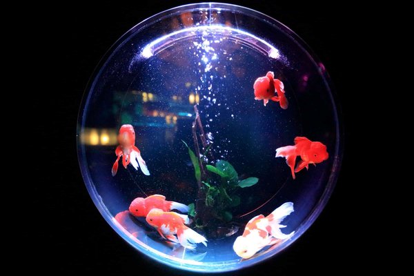 How to Create a Stress-Free Moving Experience for Your Aquarium Fish?